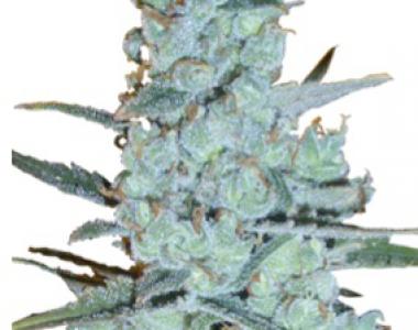 Delicious - Critical Jack Herer cannabis seed
