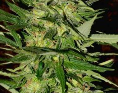 Delicious - Critical Super Silver Haze cannabis seed