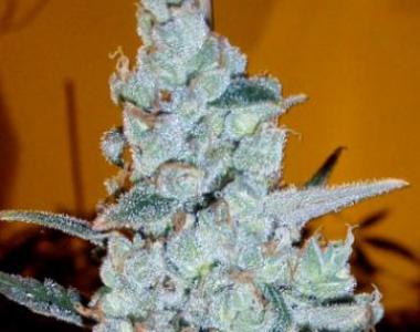 Delicious - Critical x Jack Herer Auto cannabis seed