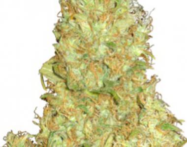Delicious - Fruity Chronic Juice cannabis seed
