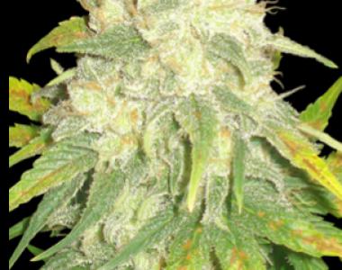 Delicious - Il Diavolo cannabis seed
