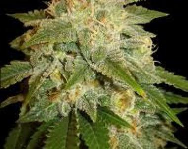 Delicious - La Bella Afrodita cannabis seed
