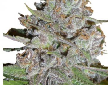 Delicious - La Diva cannabis seed