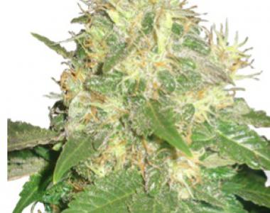 Delicious - Northern Light Blue cannabis seed
