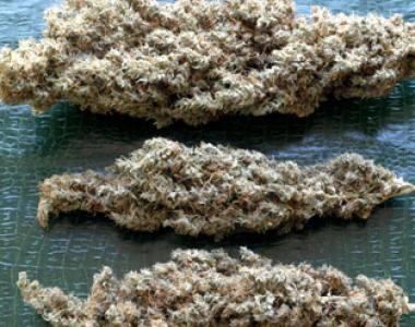 Delta 9 - Brainstorm Haze cannabis seed