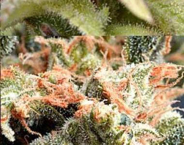 Delta 9 - CannaSutra cannabis seed