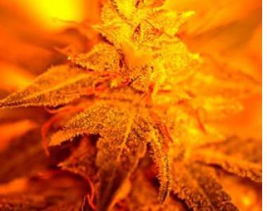 Delta 9 - Fondue cannabis seed