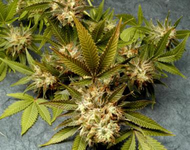 Delta 9 - Food Of The Gods cannabis seed