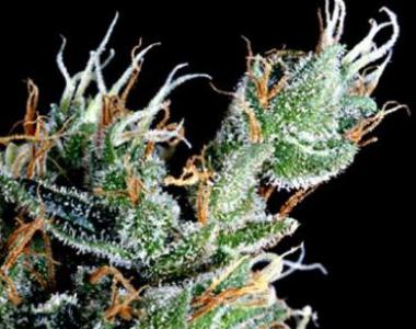 Delta 9 - Magnum Platinum Haze cannabis seed