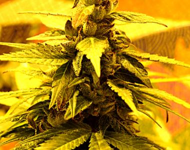 Delta 9 - Southern Lights 7 cannabis seed