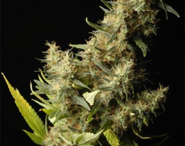 Delta 9 - Southern Lights cannabis seed