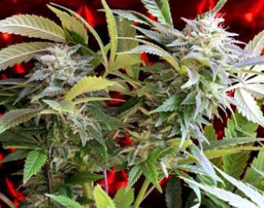 Delta 9 - Strawberry Skunk cannabis seed