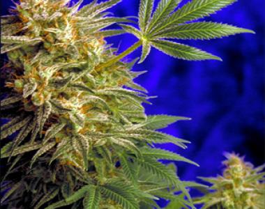 Delta 9 - Super Star cannabis seed