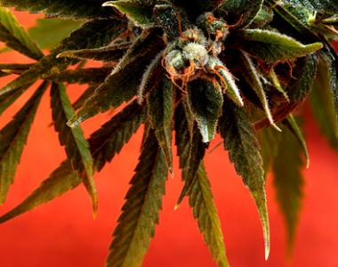 Delta 9 - The Simpson Kush cannabis seed