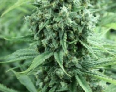 Devil's Harvest - Casey Jones cannabis seed