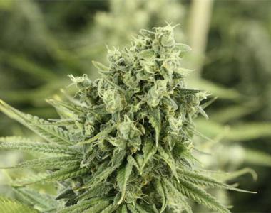 Devil's Harvest - Dazy Jones cannabis seed