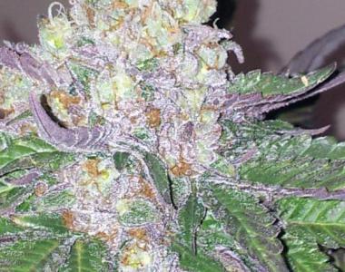 Devil's Harvest - Fallen Angel cannabis seed