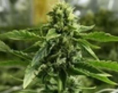Devil's Harvest - Hells Bells cannabis seed