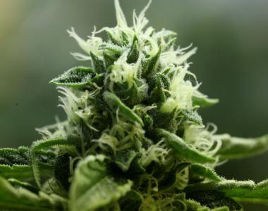 Devil's Harvest - John Doe cannabis seed