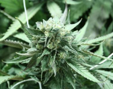 Devil's Harvest - Khufu cannabis seed
