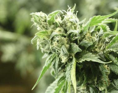 Devil's Harvest - Kuchi cannabis seed