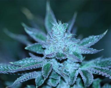 Devil's Harvest - Strawberry Sour Diesel cannabis seed