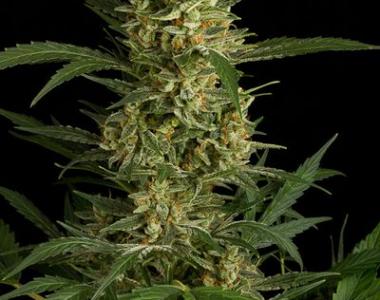 Dinafem - Amnesia Original Auto cannabis seed