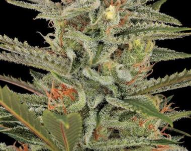 Dinafem - Amnesia Original cannabis seed