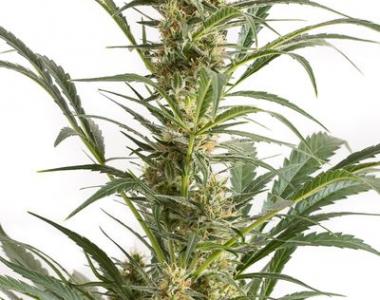 Dinafem - Amnesia XXL Auto cannabis seed