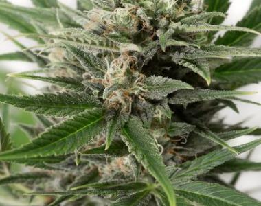 Dinafem - Blue Amnesia XXL Auto cannabis seed