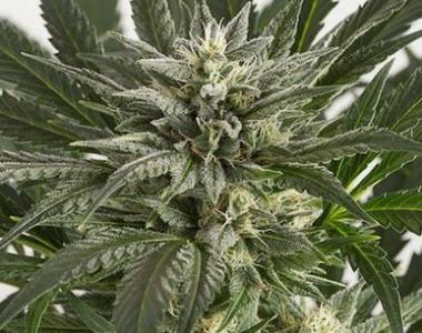 Dinafem - Blue Critical Auto cannabis seed