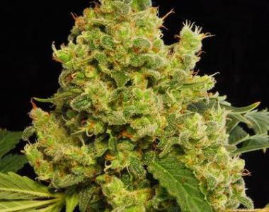 Dinafem - Blue Hash cannabis seed