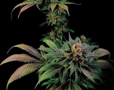 Dinafem - Blue Widow cannabis seed