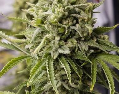 Dinafem - Bubba Kush Auto cannabis seed
