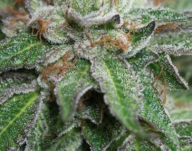 Dinafem - Bubba Kush cannabis seed