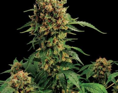 Dinafem - Cali Hash Plant cannabis seed
