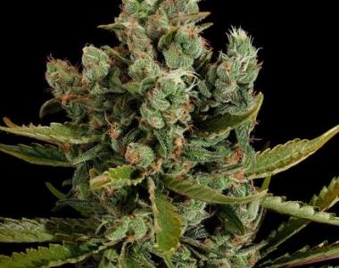 Dinafem - Cheese cannabis seed