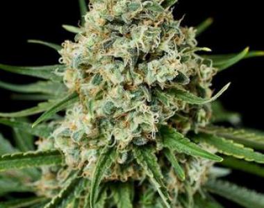 Dinafem - Critical + 2.0 cannabis seed