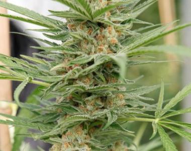 Dinafem - Critical Cheese cannabis seed
