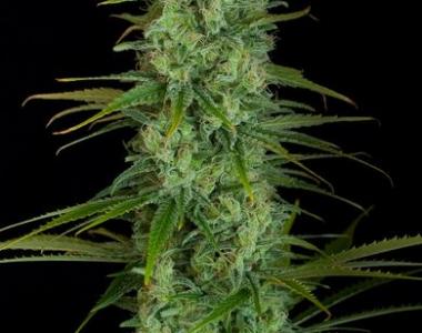 Dinafem - Critical Jack Auto cannabis seed