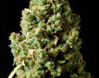 Dinafem - Critical Kush cannabis seed