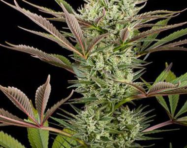 Dinafem - Deep Cheese cannabis seed