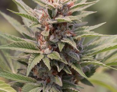 Dinafem - Diesel cannabis seed
