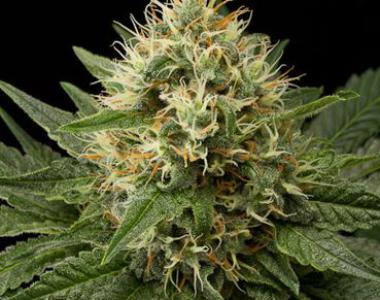 Dinafem - Dinachem cannabis seed