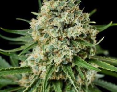Dinafem - Dinamex Auto cannabis seed