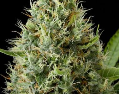 Dinafem - Dinamex cannabis seed