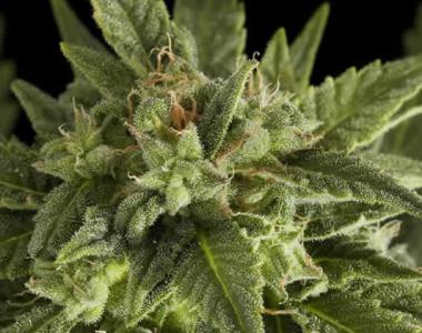 Dinafem - Fruit Auto cannabis seed