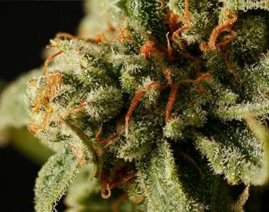 Dinafem - Sweet Deep Grapefruit cannabis seed