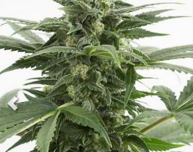 Dinafem - Haze XXL Auto cannabis seed