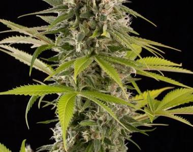 Dinafem - Industrial Plant cannabis seed